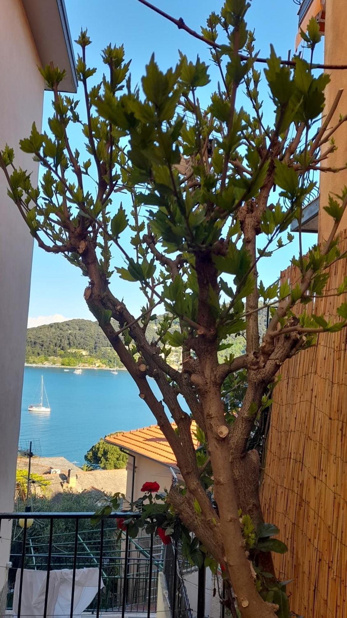 Casa Vacanze Ibiscus 포르토베네레 외부 사진